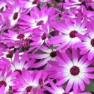 Pericallis Hybrida Different Florists Cineraria Bonsai Hardy Flower - 50 Seeds
