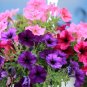Petunia Bonsai Garden Home Flowers Balcony Flowers - 100 Seeds