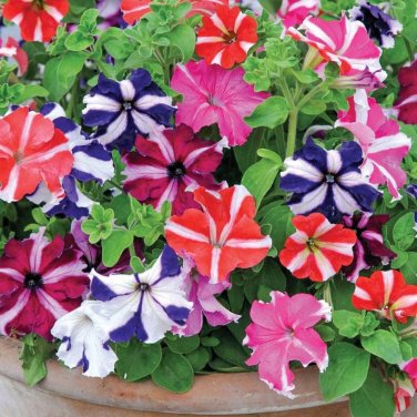 Petunia Bonsai - 100 Seeds