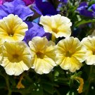 Petunia Flower Bonsai Petunias Garden Bonsai Balcony Petunia Hybrida Flower - 10
