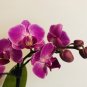 Phalaenopsis Giant Orchid Flower Big Flowers - 100 Seeds