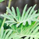 Philodendron Tree - 200 Seeds