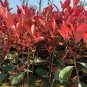 Photinia Serrulata Bonsai - 10 Seeds