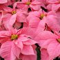 Poinsettia Seeds Pinkish White and Light Pink Colo - 100 Seeds