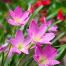 Pink Rain Lily Zephyranthes robusta - 10 Seeds