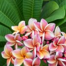 Plumeria Goldenish Yellow and Red Flowers - 100 Seeds
