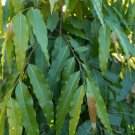 Polyalthia longifolia - 20 Seeds