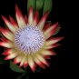 Protea Cynaroides Water Pink Flowers - 2 Seeds