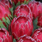 Protea Longifolia - 6 Seeds