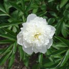 Peony Purely White Cream White Flower - 5 Seeds
