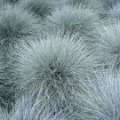 Purple Fescue Grass Festuca glauca Perennial Hardy Ornamental - 300 Seeds