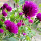 Gomphrenae Globosa Bonsai, Purple Flower Globe Amaranth - 100 Seeds