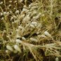 Rabbit Tails Grass Bonsai Colorful Fescue Bonsai Ornamental Grasses Bonsai - 300