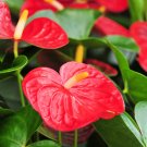 Anthurium Plants Beautiful Rainbow Anthurium Garden Flowers - 50 Seeds