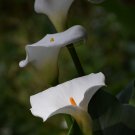 Rainbow Calla Lily Flower Colorful Flowers - 200 Seeds