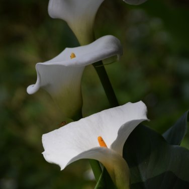 Rainbow Calla Lily Flower Colorful Flowers - 200 Seeds