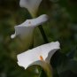 Rainbow Calla Lily Flower Colorful Flowers - 200 Seeds