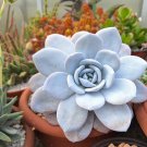 Rainbow Succulent Bonsai Seedling Perennial Office Mini Bonsai Plant - 100 Seeds