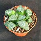 Rainbow YuLu Bonsai, Potted Succulents Fleshy Shining Green Plants - 100 Seeds