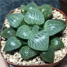Rainbow YuLu Bonsai, Potted Succulents Fleshy Shining Green Plants - 100 Seeds