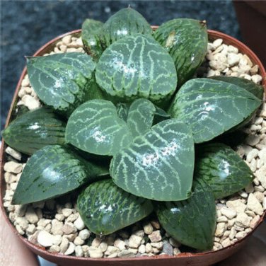 Rainbow YuLu Bonsai, Potted Succulents Fleshy Shining Green Plants - 100 Seeds