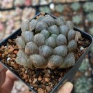 Rainbow YuLu Bonsai, Potted Succulents Fleshy Shining Green Plants - 100 Seeds
