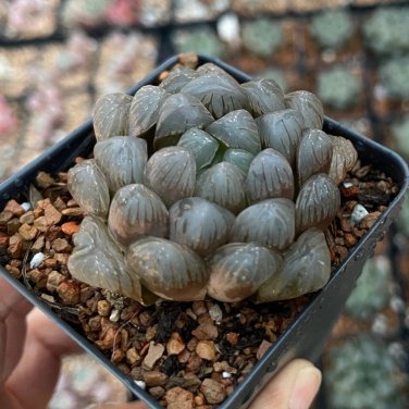 Rainbow YuLu Bonsai, Potted Succulents Fleshy Shining Green Plants - 100 Seeds
