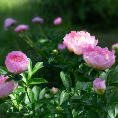 Raspberry Sundae' Peony Tree - 5 Seeds