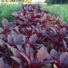 Red Amaranth - 2000 Seeds