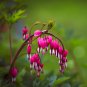 Red Lamprocapnos spectabilis Bleeding-Heart Plant Flower - 5 Seed