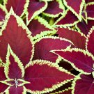 Red Pearl Series Coleus - 100 Seeds