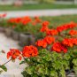 Red Univalve Geranium Perennial Flower - 6 Seeds