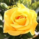 Rose Red Yellow Rose Plant - 50 Seeds