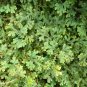 Selaginella Uncinata Bonsai - 50 Seeds