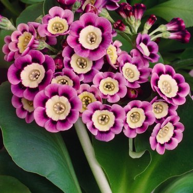 Primula Auricula Taffeta - 15 Seeds