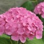 'Vanilla Strawberry' Hydrangea Flower Red Rose Red White Colorful Flowers - 20 S