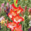 Gladiola Flower White Compact Flowers with Rose Red Centre - 300 Seeds