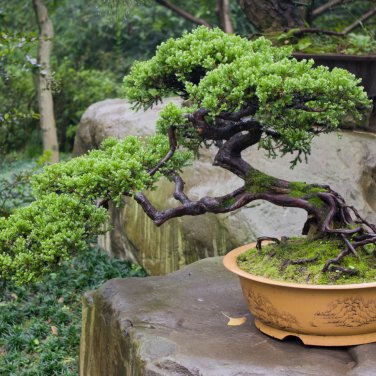bonsai gemengd Green Home Bonsai Bundle main image 0