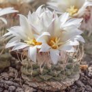 Strombocactus disciformis - 10 Seeds