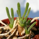 Lithops Monilaria Obconica Bonsai - 100 Seeds