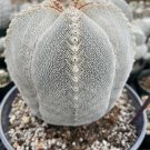 Astrophytum myriostigma - 10 Seeds