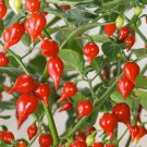 Pepper Biquinho Chupetinha Red Yellow Pepper - 15 Seeds