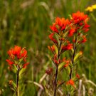 Castilleja linariifolia - 50 Seeds