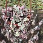 Ceropegia Succulent Hanging Bonsai Plants - 100 Seeds