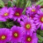 Cactus Echinocereus viereckii var. morricalii Cactus - 10 Seeds