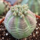 Euphorbia obesa Flower - 100 Seeds