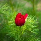 Paeonia Tenuifolia Bonsai Fernleaf Peony Bonsai Peony Flower - 10 seeds