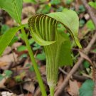 Jack in The Pulpit - 30 Seeds