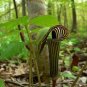 Jack in The Pulpit - 30 Seeds