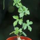 Kedrostis africana - 5 Seeds